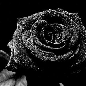 Meet your Posher, Sylvia